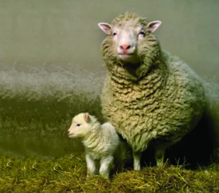 Dolly and her first lamb Bonnie