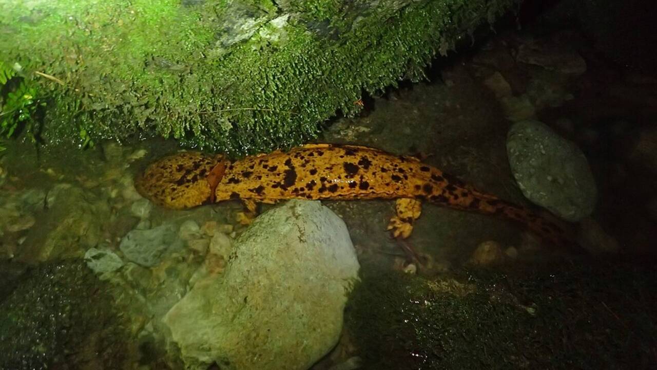 Japanese giant salamander 1