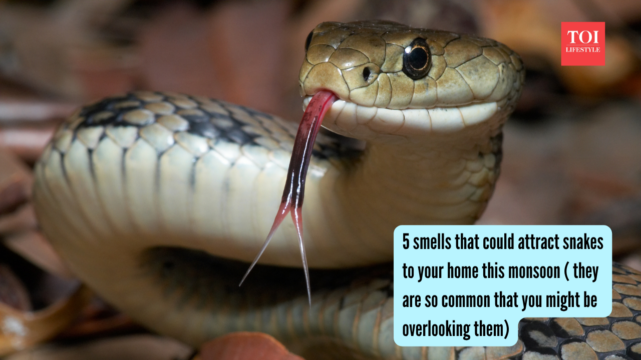 5 smells that could attract snakes to your home this monsoon ( they are so common that you might be overlooking them)