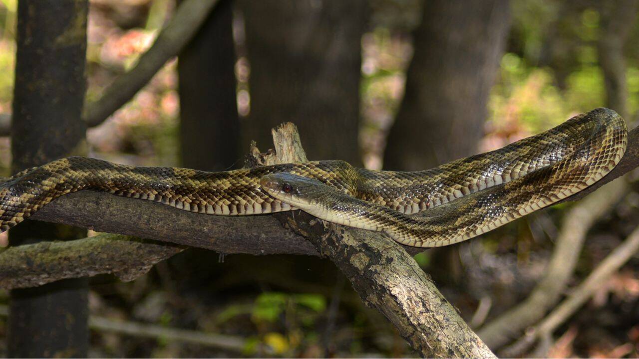 Rat snake