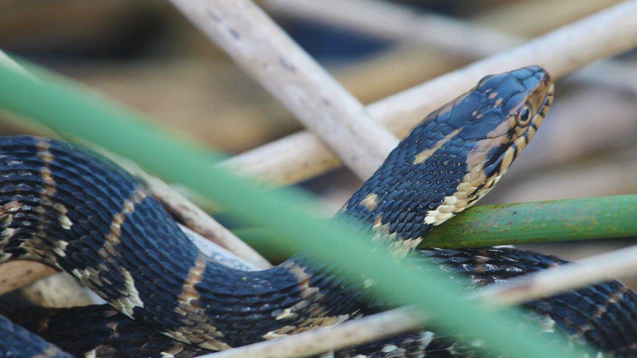 Banded watersnake