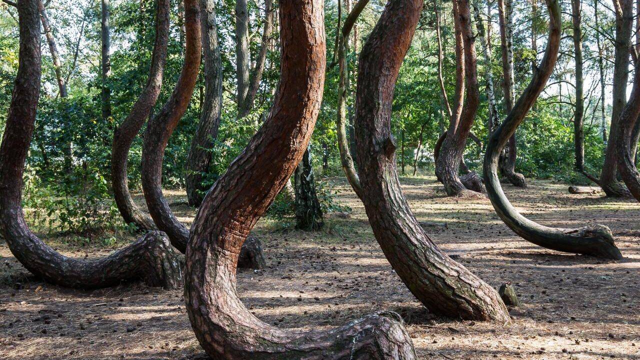 Scientists race to solve Poland's 90-year-old Crooked Forest mystery before it's lost