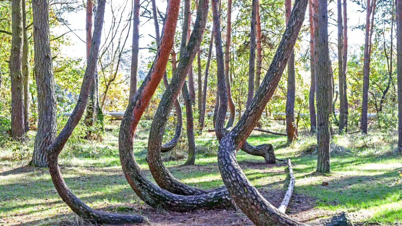 How the Crooked Forest origin became a lasting mystery
