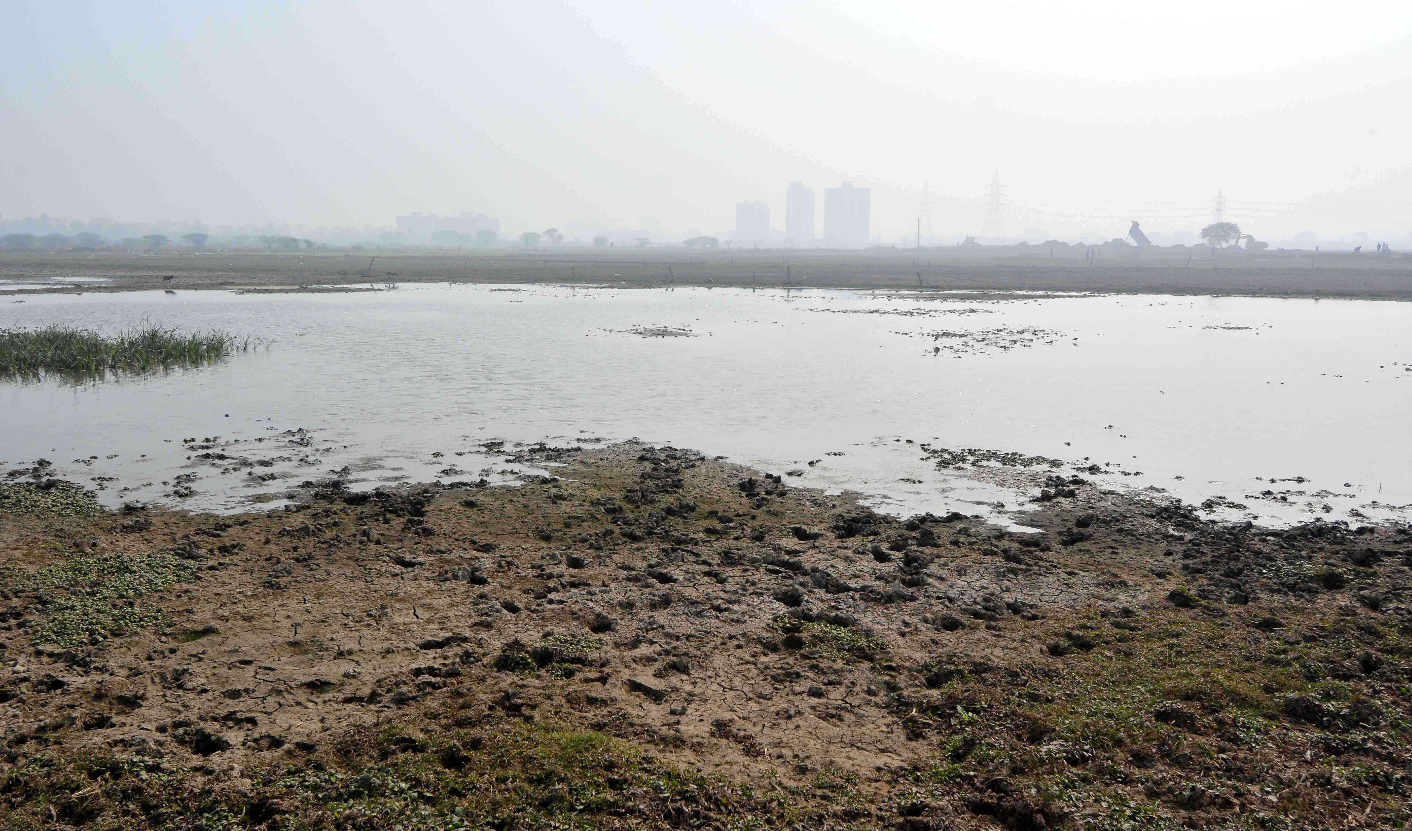 BASAI_WETLAND-1.jpg