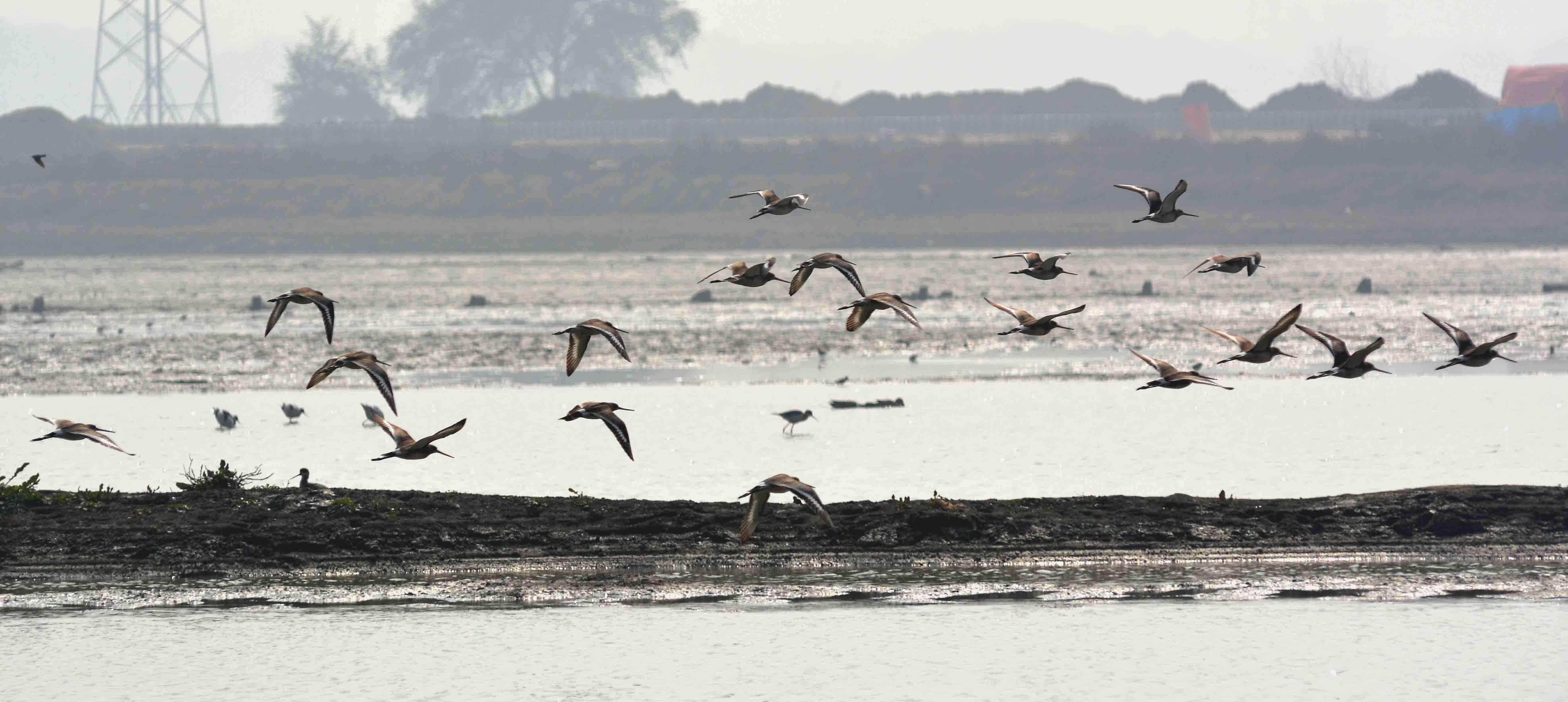 BASAI_WETLAND-3.jpg