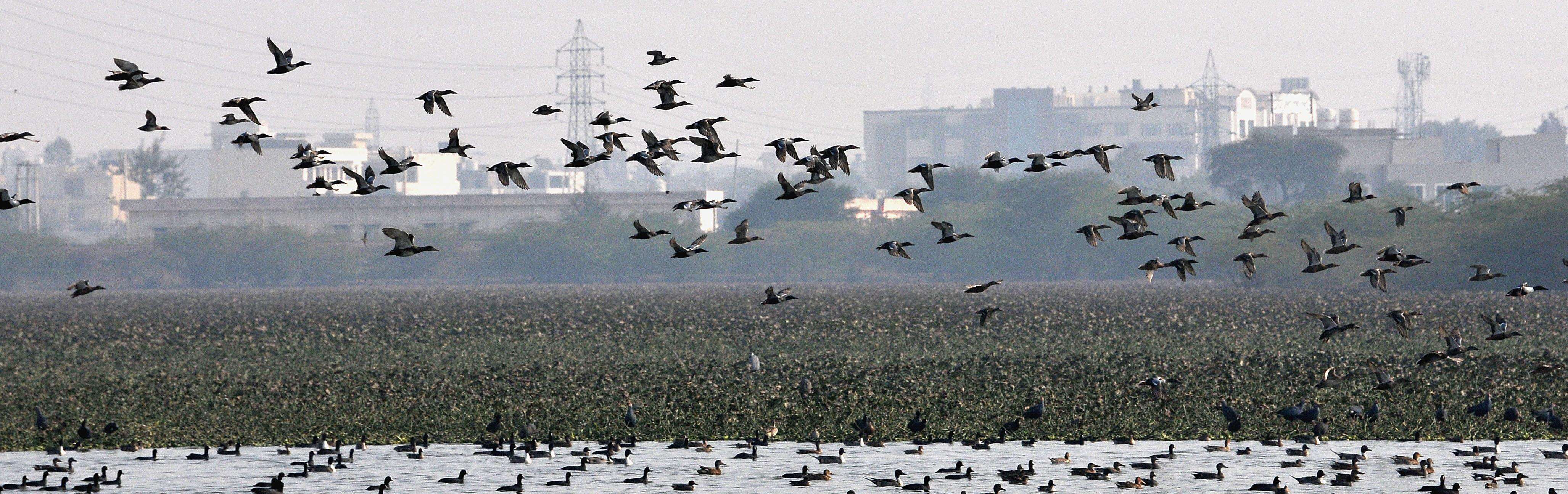 BASAI_WETLAND-2.jpg