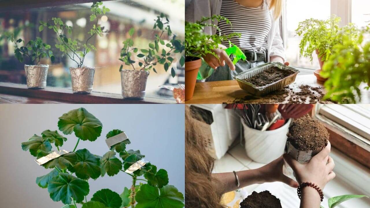 Don't throw away used aluminium foil: 7 Smart ways it can benefit indoor and garden plants