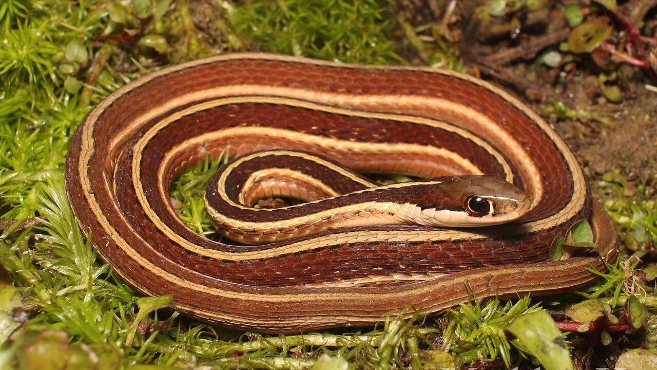 Eastern ribbon snake