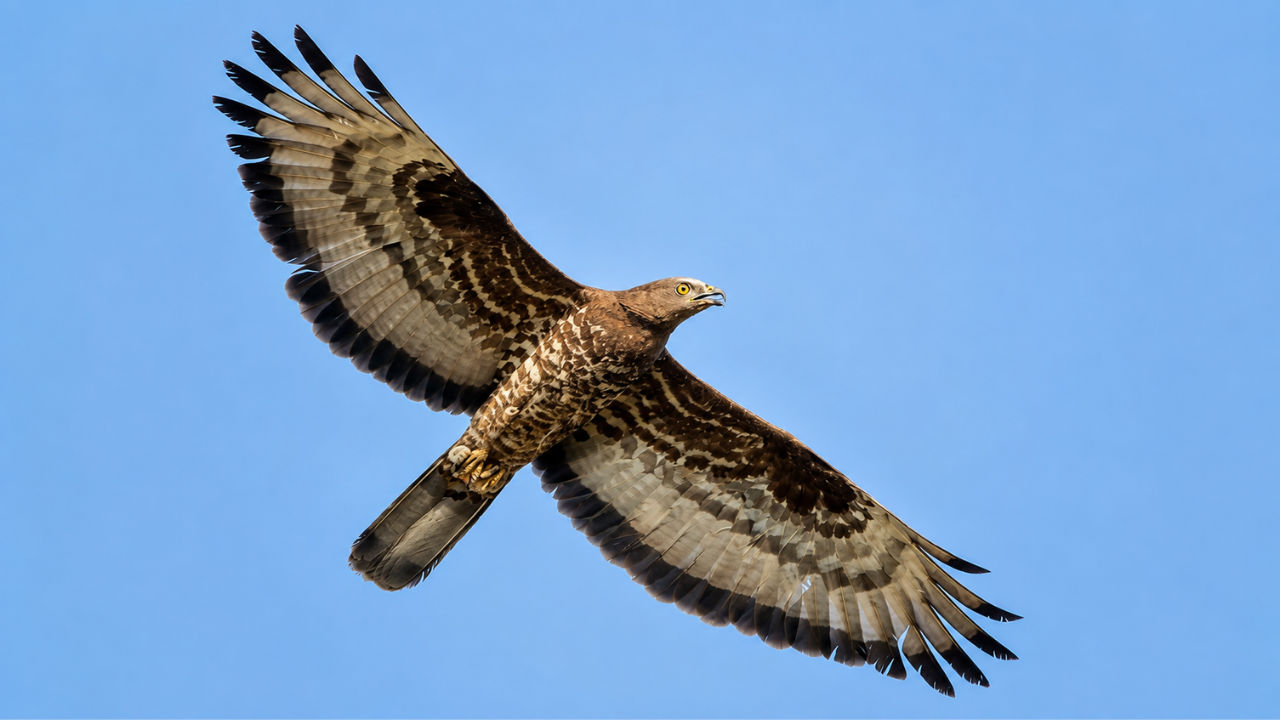 Scientists fitted a European honey buzzard with a GPS tracker. The bird flew for 42 days, covering more than 10,000 km from South Africa to Finland and helping researchers uncover the secrets of one of nature's greatest migrations
