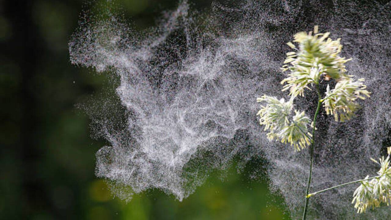 Pollen as evidence
