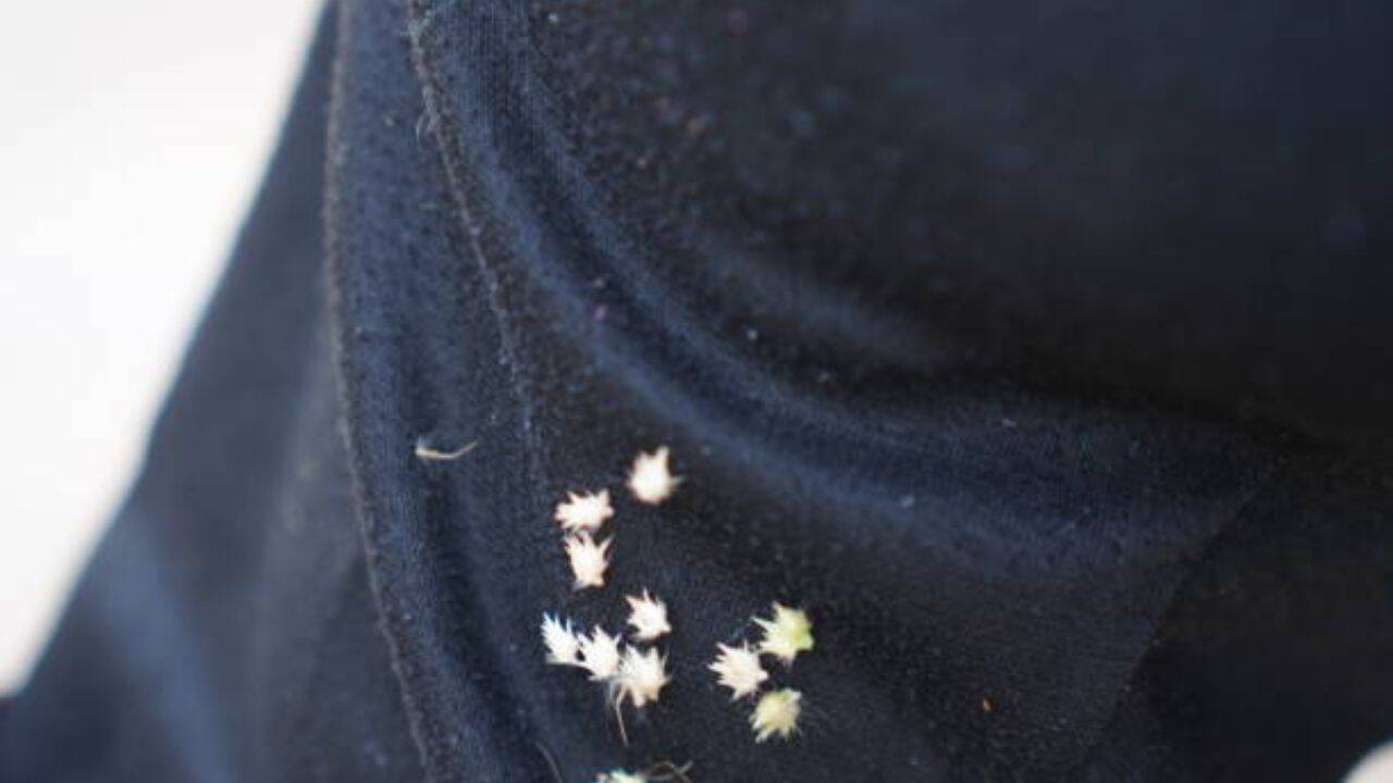 A murder solved with pollen