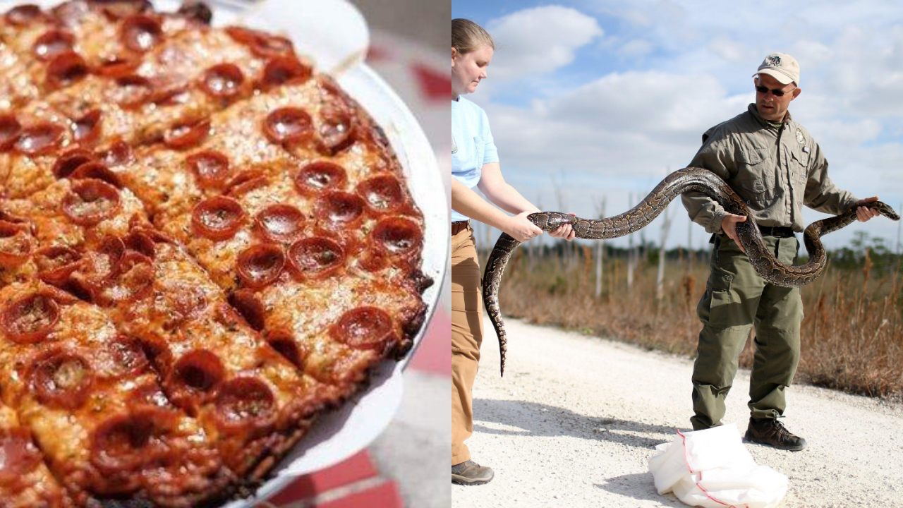 Bring a python, get a pizza: A Florida restaurant is giving away free ‘python pizza’ if you bring a Burmese python caught in the Everglades