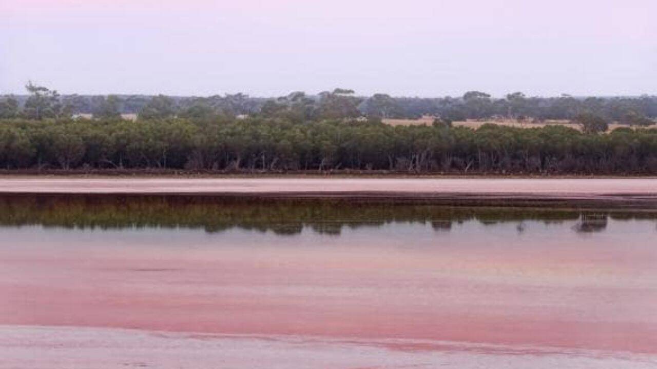 7 pink lakes in Australia and the science behind their unusual colours
