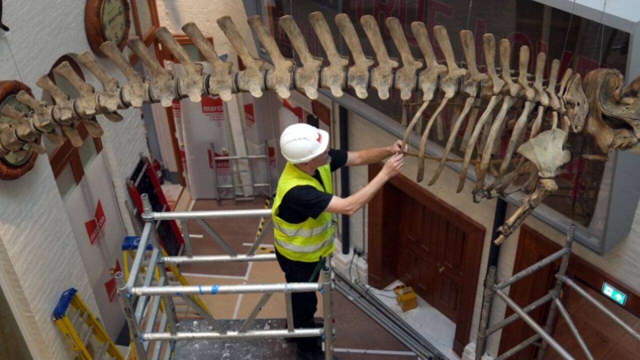 A 120-year-old North Atlantic right whale skeleton left Hull Museum for conservation 6 years ago, now it has returned as the centrepiece of a new gallery<br><br>
