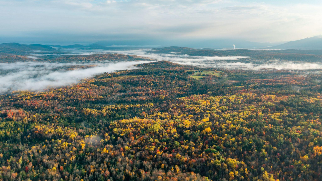 New England had almost completely lost its forests by the 1800s after centuries of logging. Then nature slowly reclaimed the land in one of history's greatest forest recoveries, covering about 60% of the region once again