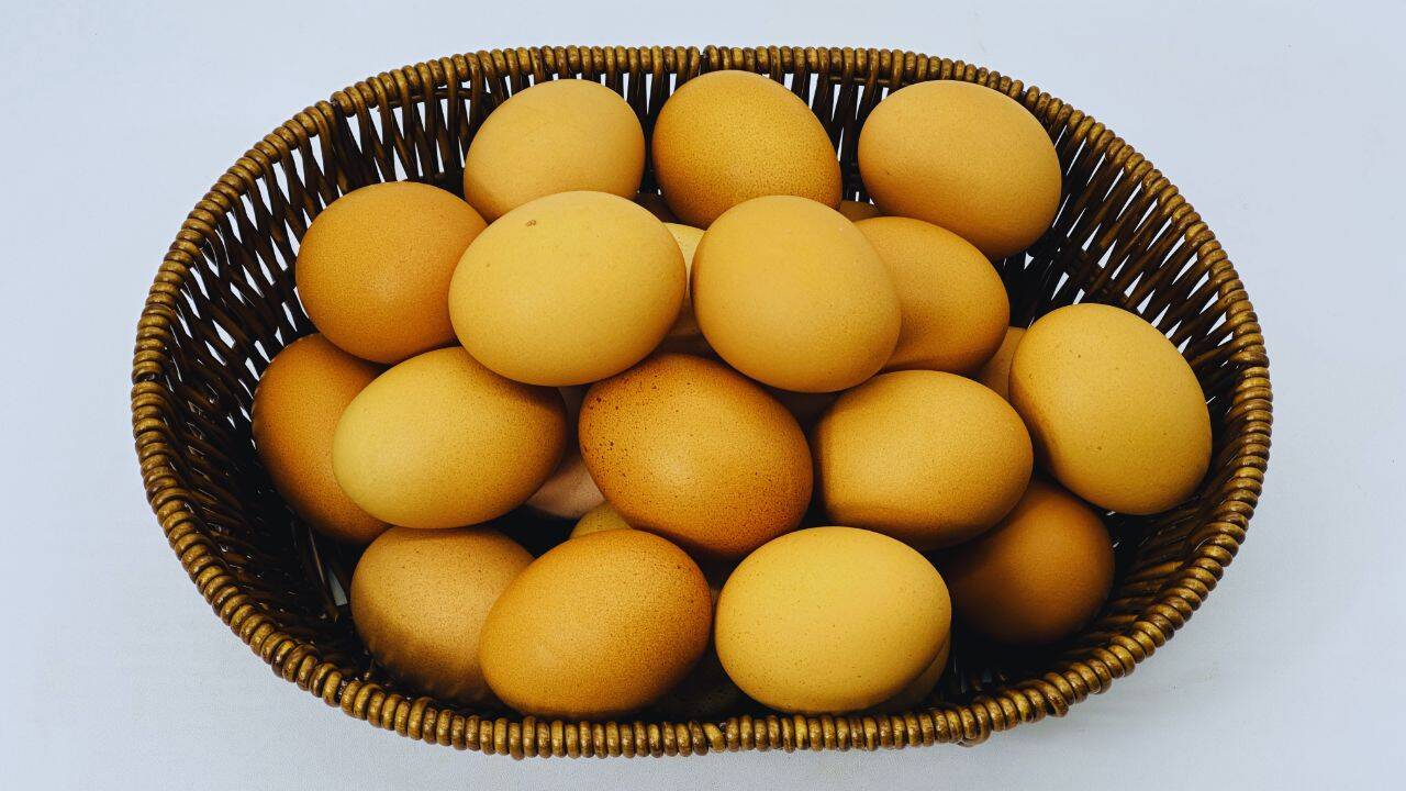 Egg colour is not determined by the colour of the feathers of a hen