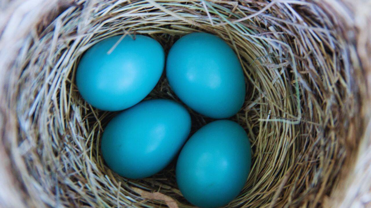 Robin eggs are the most unique
