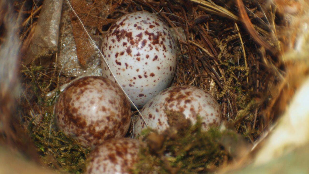Some eggs are pigmented for a reason