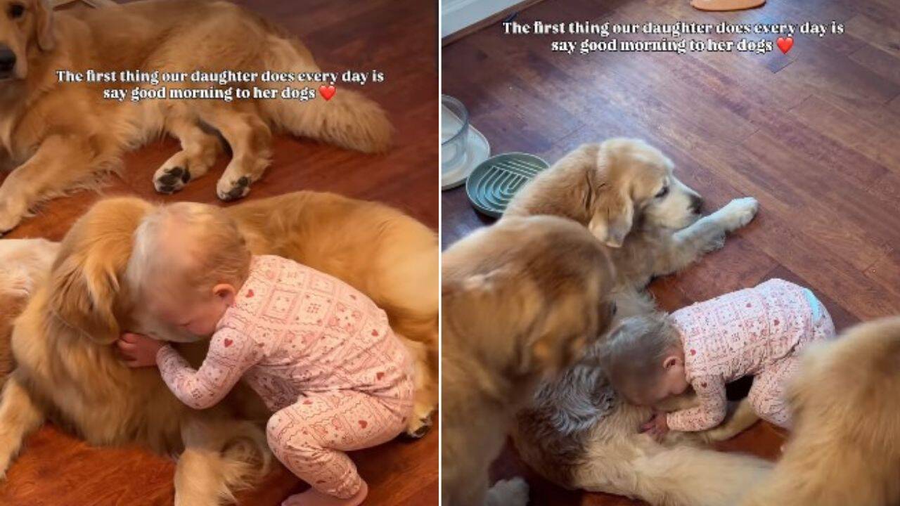 This little girl has one adorable morning routine with her three Golden Retriever pet dogs