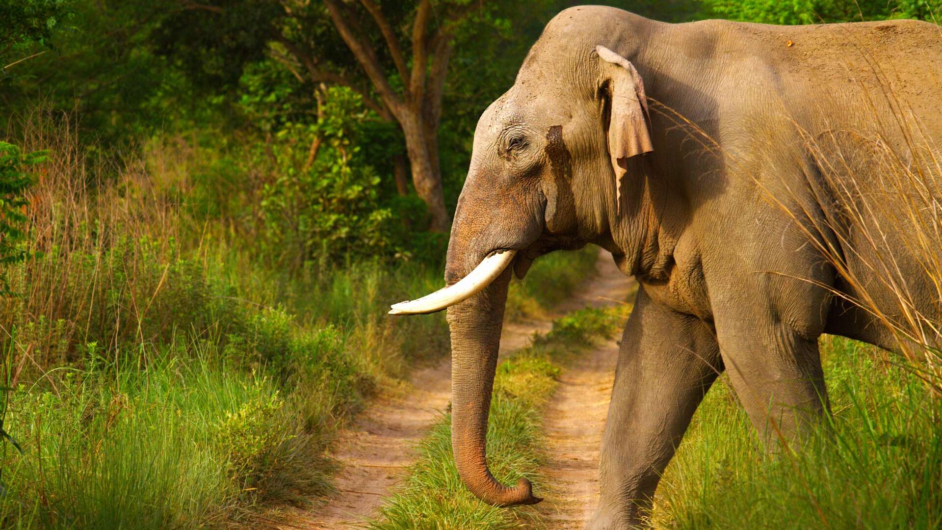 elephant