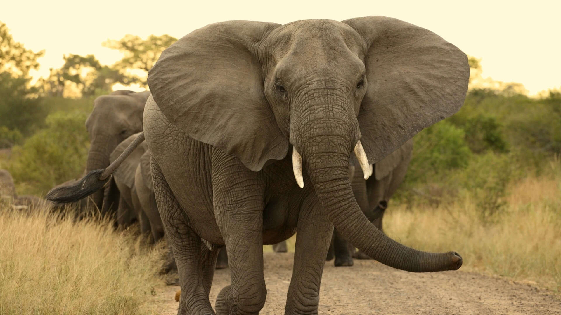 elephant