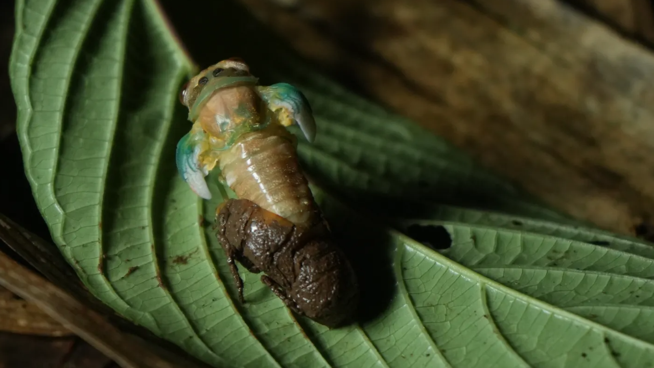Why the World Cup cicada is important for science