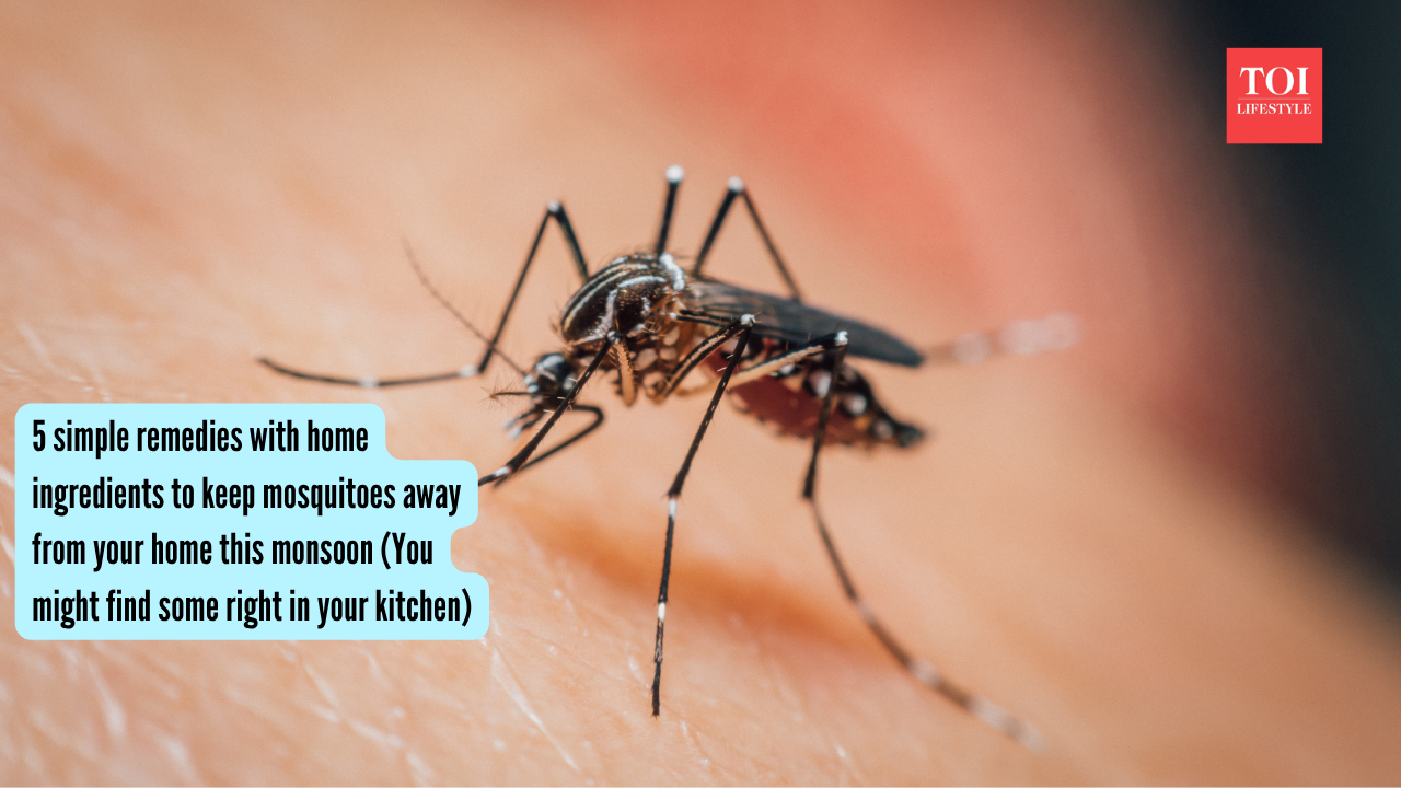 5 simple remedies with home ingredients to keep mosquitoes away from your home this monsoon (You might find some right in your kitchen)