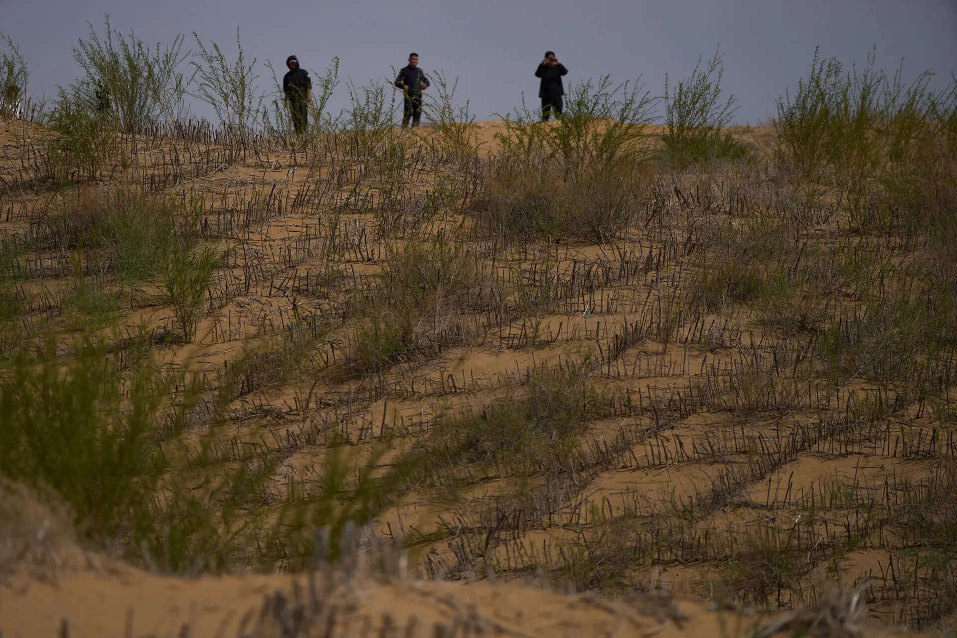 China’s 'Green Great Wall' tames desert growth, but scientists warn the fight is not over
