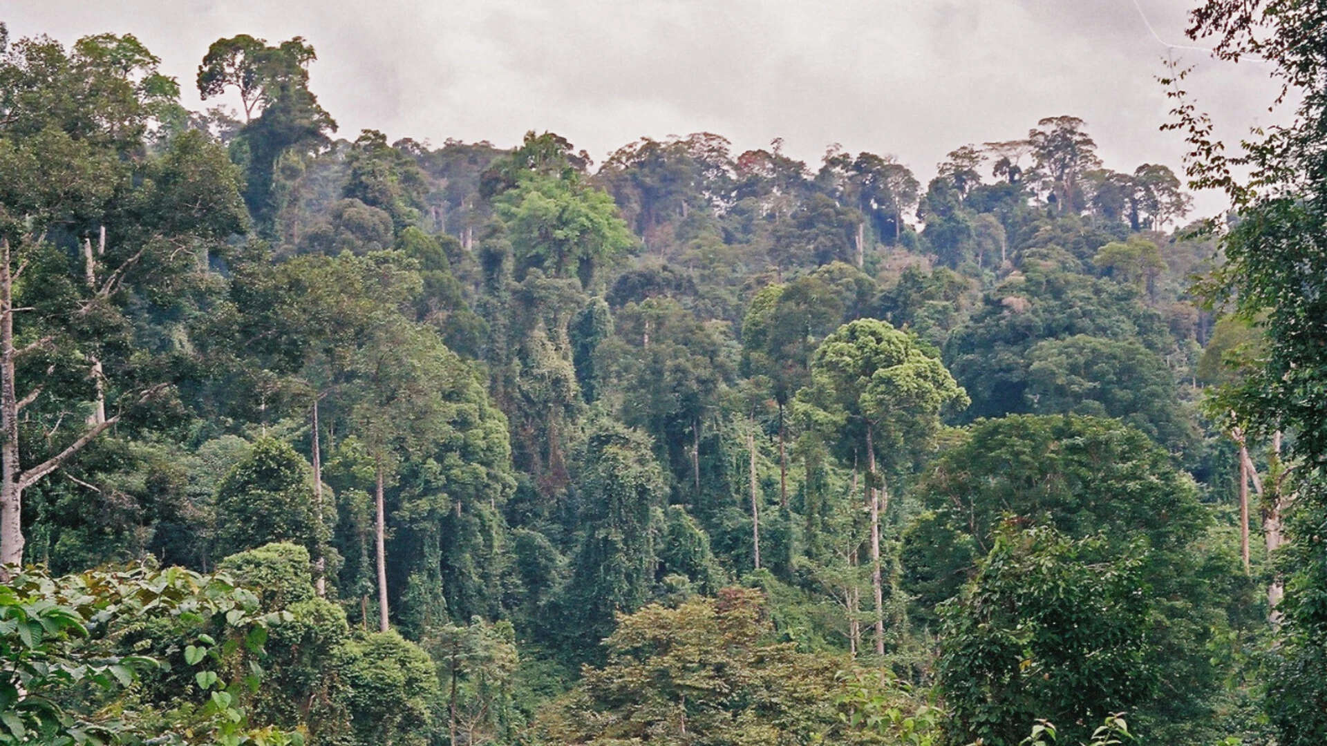 Scientists cut climbing vines from a damaged Borneo forest. Its canopy then grew three times faster