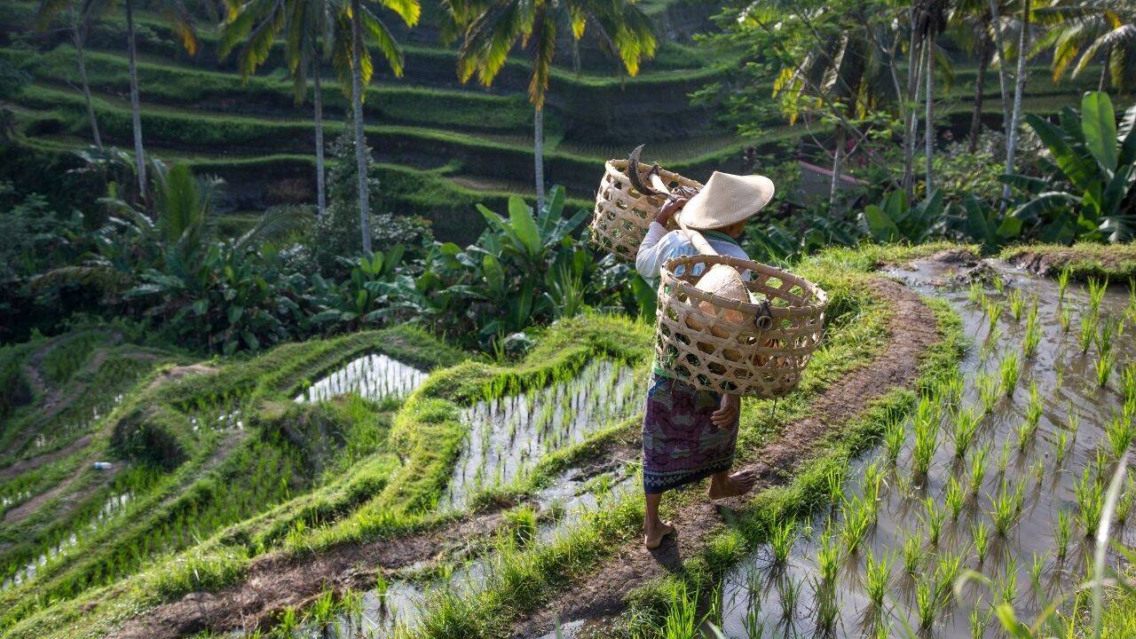 Balinese rice field worker on rice field