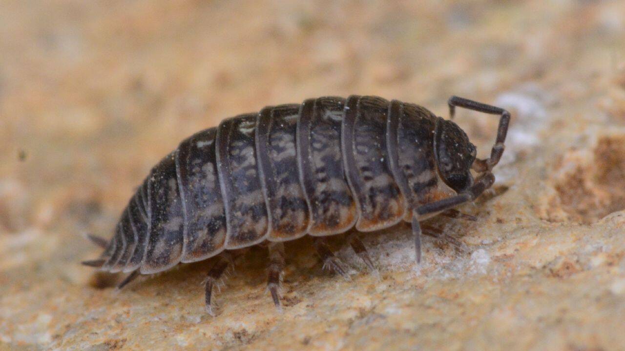 Pill bug