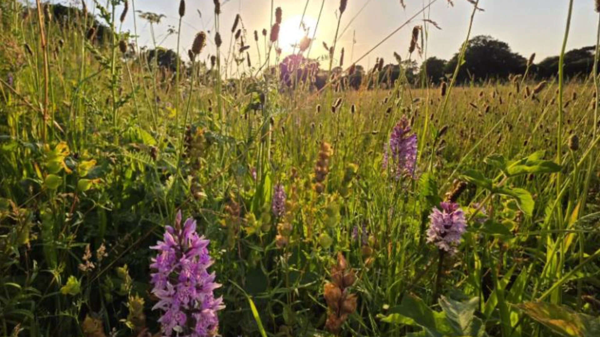 Britain left a five-acre farm without crops; 15 years later, nature had turned it into…