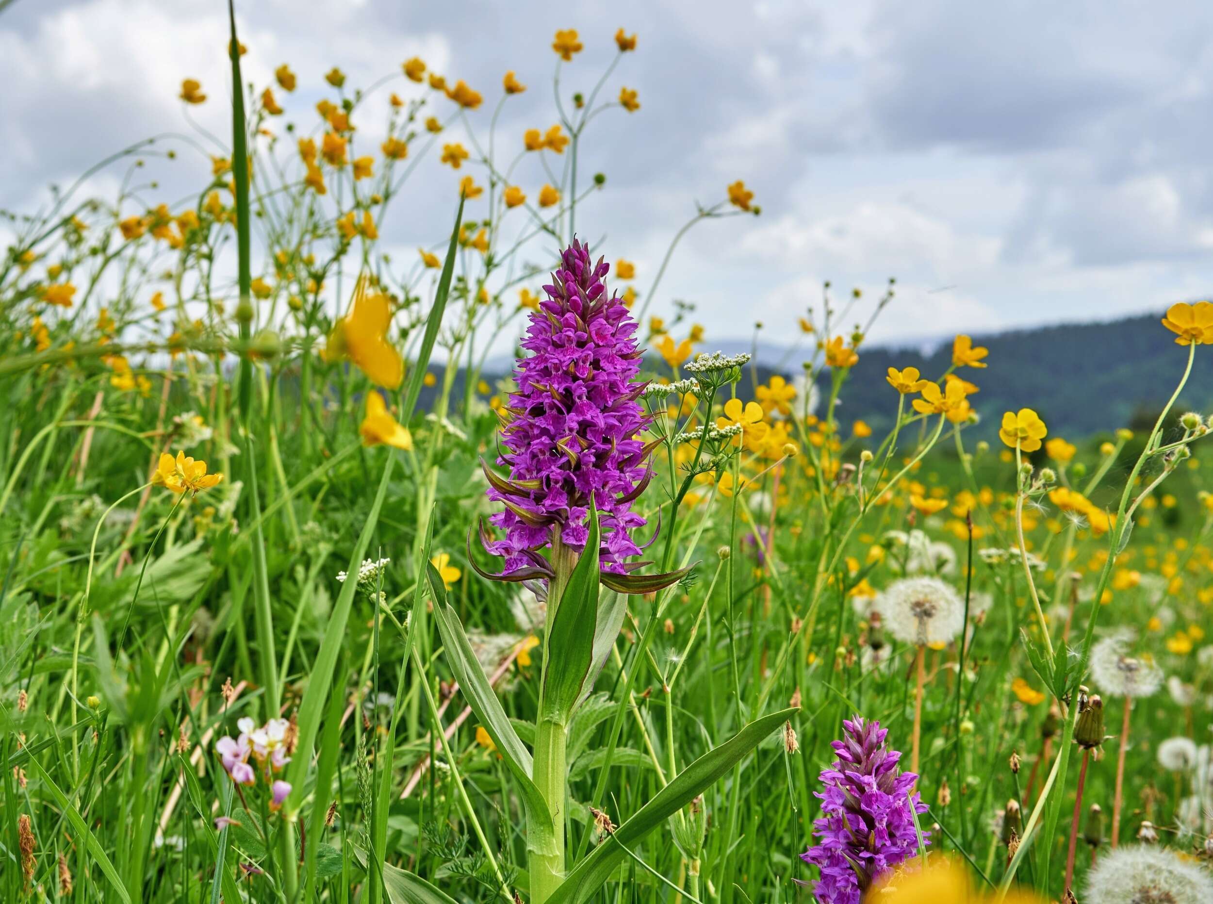 Wildflower meadow restoration