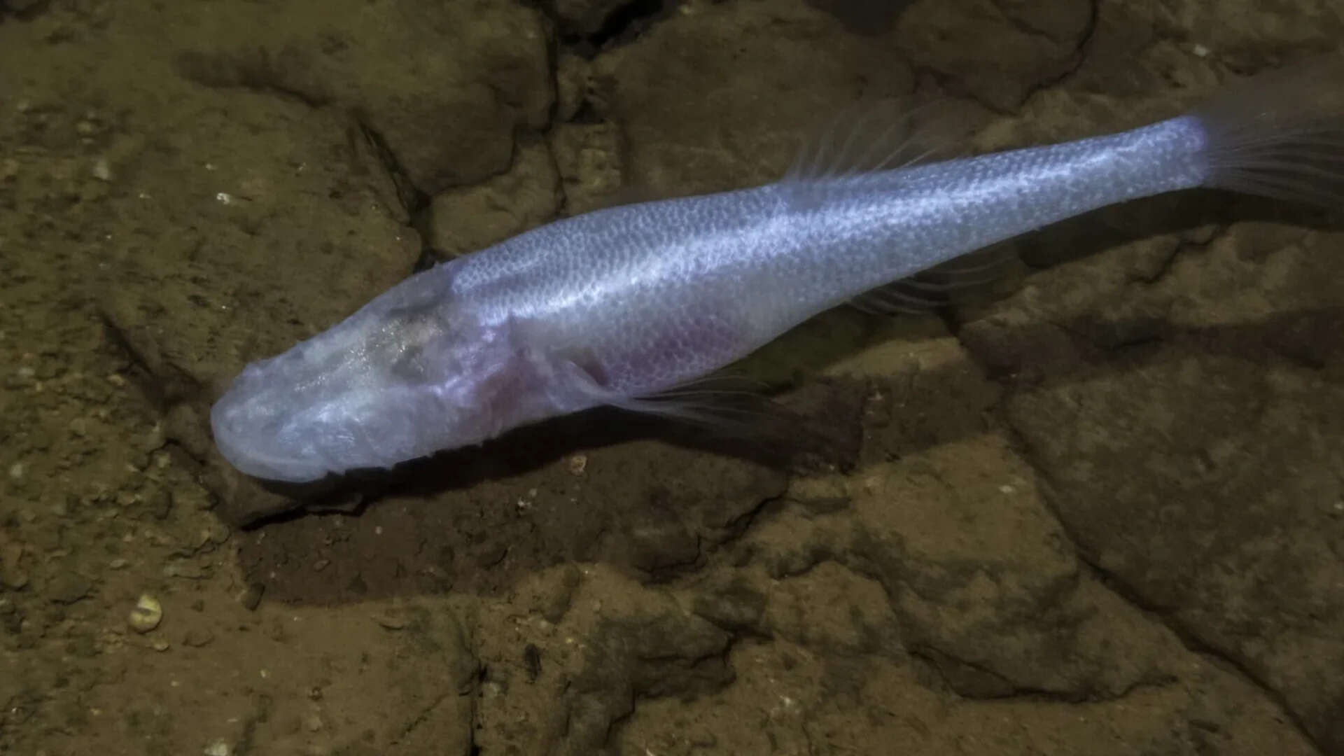 A scientist slipped into a pool beneath a US military base and found a 'demon cavefish'
