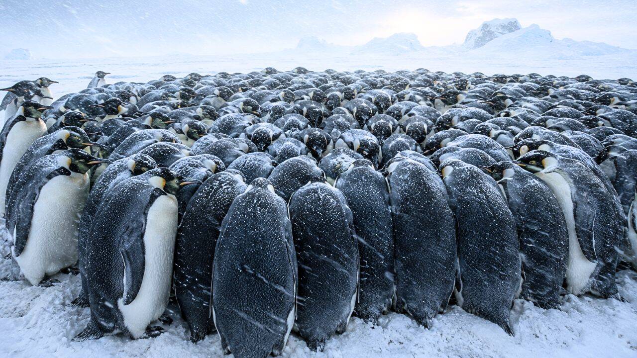 How the penguin huddle helps birds survive Antarctica