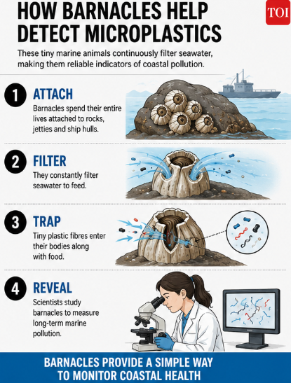 How barnacles help detect microplastics