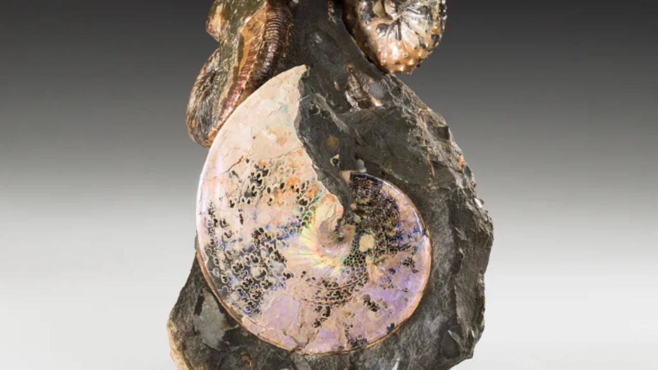 An ancient sea once divided North America from north to south; 70-million-year-old creatures from its waters still shimmer like gemstones