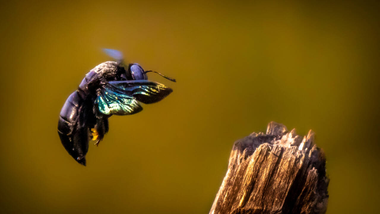Bumblebees survive pesticide exposure, but reproductive genes begin changing