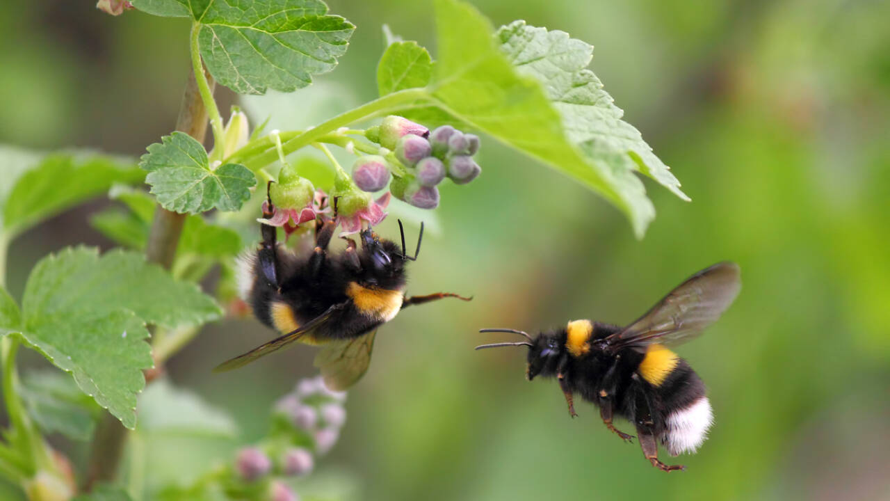 Bumblebees and their role in food production