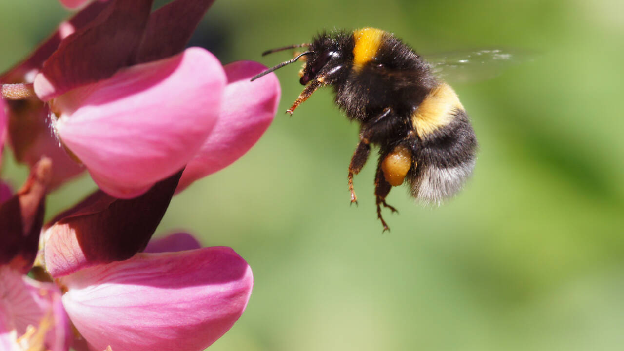 Safeguarding pollinators for the future