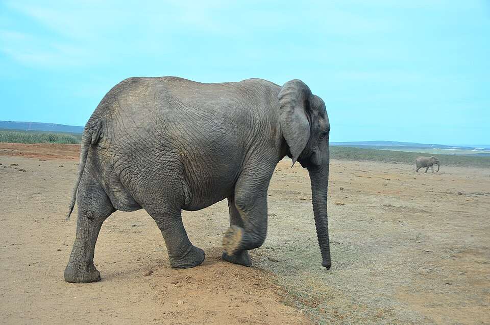 African_elephant_(Addo)_06