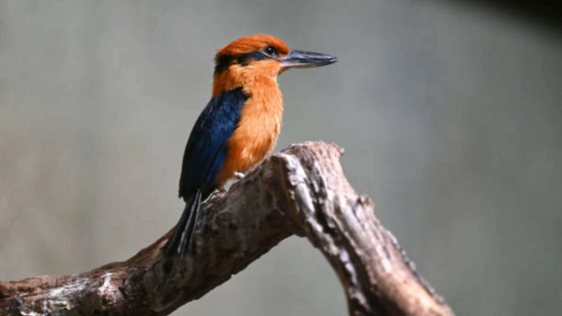 Guam kingfisher vanished in 1980s, now 4 chicks are helping its comeback