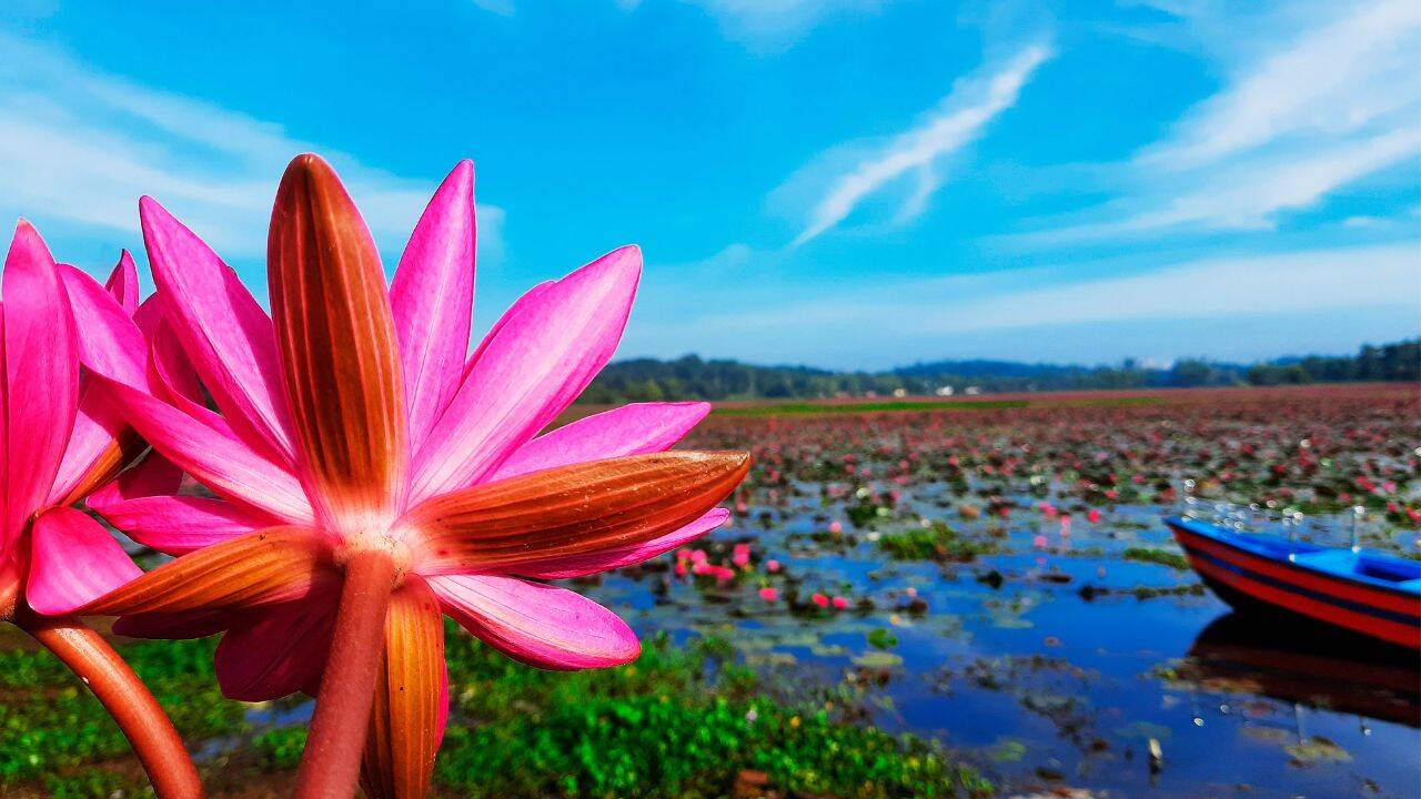 Water lilies