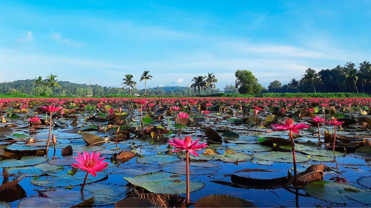 lilies bloom