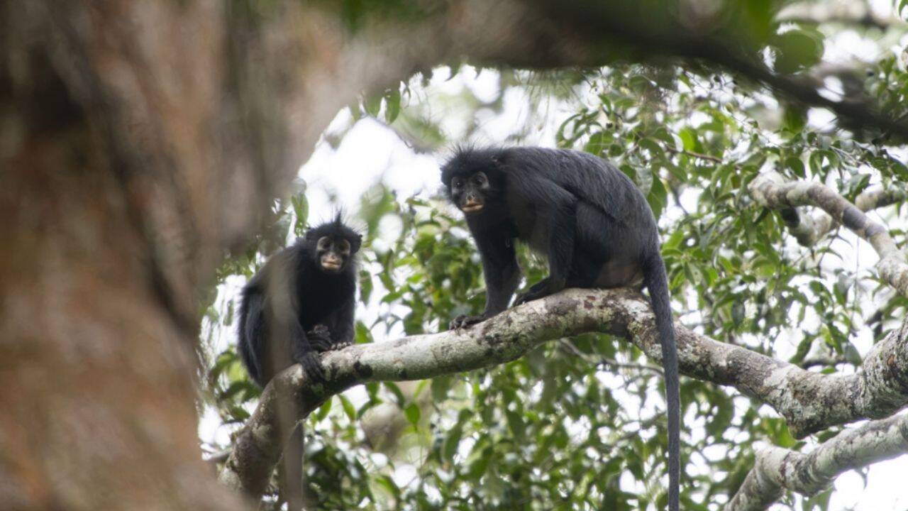 A newly identified monkey species