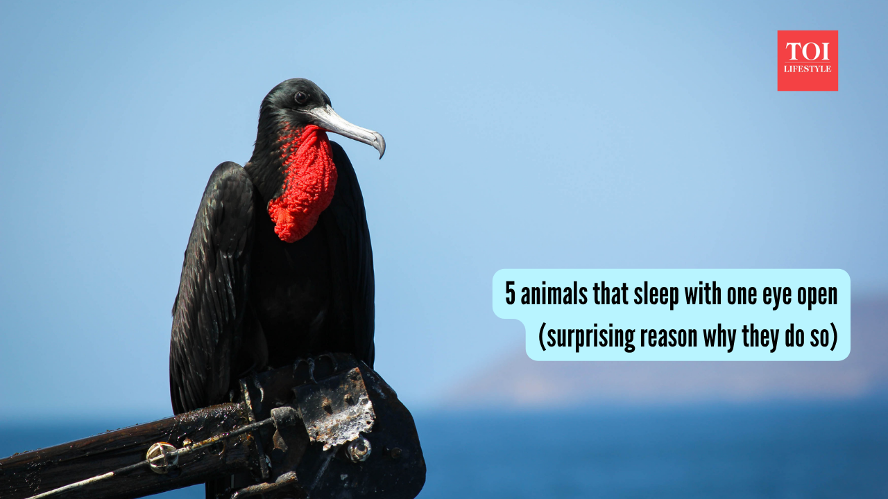 5 animals that sleep with one eye open (surprising reason why they do so)
