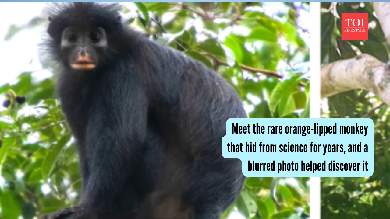 Meet the rare orange-lipped monkey that hid from science for years, and a blurred photo helped discover it