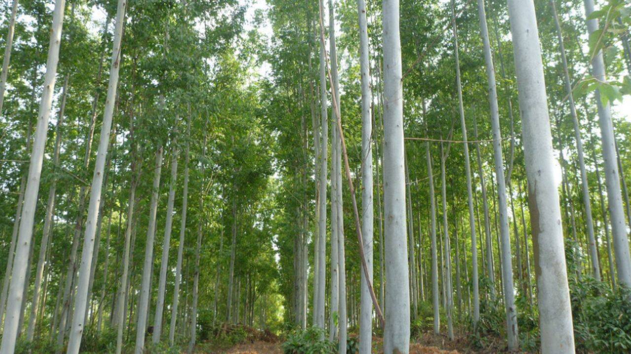 Scientists find 91% invasive plants changed behaviour in new regions