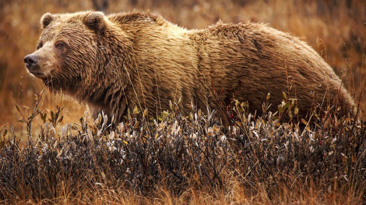 Wild grizzly bear
