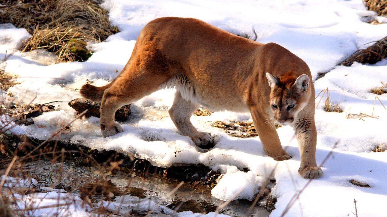A cougar at Wildlife Prairie park in Illinois